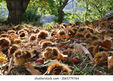 Autumn, centuries-old chestnut forest in the Tuscan mountains. Time for the chestnut harvest. Close up of chestnuts and hedgehogs on the ground. Shot from below. Typical fresh autumn fruits.
