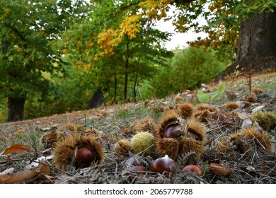 Autumn, centuries-old chestnut forest in the Tuscan mountains. Time for the chestnut harvest. Close up of chestnuts and hedgehogs on the ground. Shot from below. Typical fresh autumn fruits.