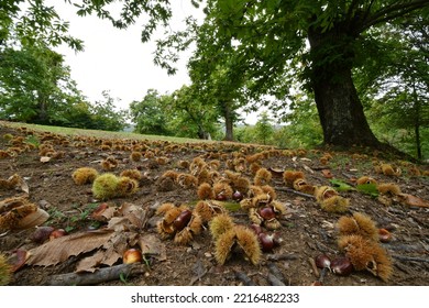 Autumn, centuries-old chestnut forest in the Tuscan mountains. Time for the chestnut harvest. Chestnuts and hedgehogs on the ground. Shot from below. Typical fresh autumn fruits. - Powered by Shutterstock