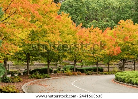 autumn changing leaves on an empty road seattle washington seasons