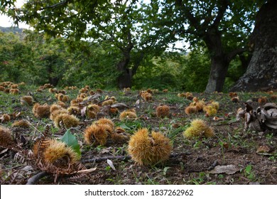 Autumn. Chestnut forest in the Tuscan mountains. Hedgehogs and chestnuts fall to the ground. Time for the chestnuts harvest. shot from below.