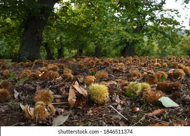 Autumn. Chestnut forest in the Tuscan mountains. Hedgehogs and chestnuts fall to the ground. Time for the chestnuts harvest. shot from below.