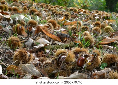 Autumn. Chestnut forest in the Tuscan mountains. Hedgehogs and chestnuts fall to the ground. Time for the chestnuts harvest. shot from below.
