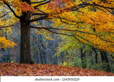 Autumn At Chicago Botanic Garden