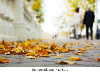 Autumn In The City Park.