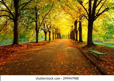 Autumn in city park. Colorful leaves in sun light. Empty bench near the tree. Beauty nature scene at fall season - Powered by Shutterstock