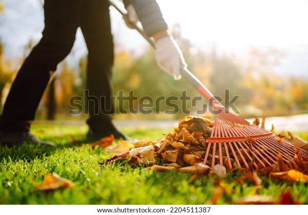 Autumn clean in garden back yard.\
Rake and pile of fallen leaves on lawn in autumn park.\
Volunteering, cleaning, and ecology concept. Seasonal\
gardening.