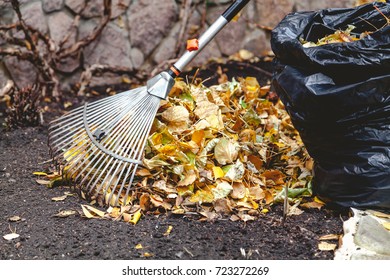 Autumn Cleaning Leaves. Steel Fan Rake With A Long Handle Collect Fallen Leaves. Nearby Stands A Trash Bag
