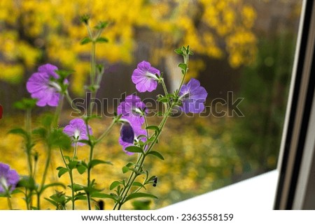 Autumn close-up, yellow foliage texture. Purple flowers of petunia lant blooming on window sill in a house in front of lots of yellow leaves on the trees in a garden. Tender violet color flowers.