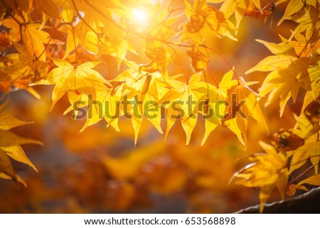 Similar – Image, Stock Photo Golden autumn season concept