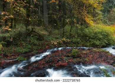 Autumn Color At A Forest Woodland Landscape In The Beautiful Columbia River Gorge, Oregon