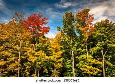 Autumn Color Near Bethel, Maine.