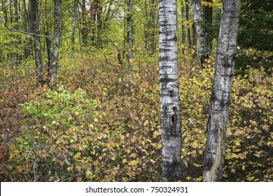 Autumn Color In The North Woods Of Wisconsin.  Northern Highlands American Legion State Park.