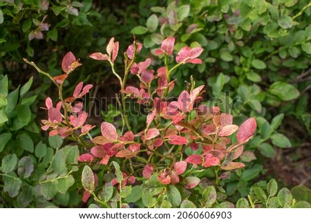 autumn color on blueberry bushes