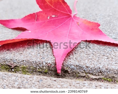 Autumn Color Palette - fallen leave