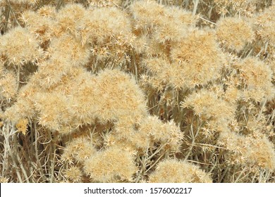 Autumn Color Of The Rubber Rabbitbrush Growing In The Eastern, Sierra Nevada, California.