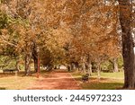 Autumn color walkway and bench seat Ballarat botanic gardens Victoria Australia