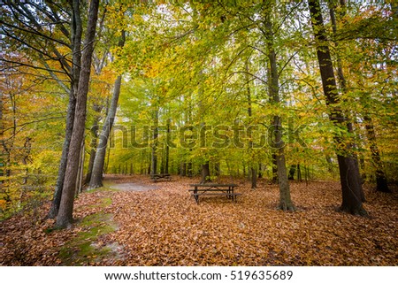 Autumn color at Wye Island, Maryland.