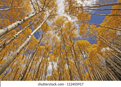 Autumn Colored Aspen Trees, Rocky Mountains, Colorado