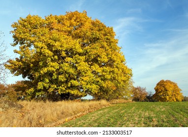 autumn colored deciduous trees, maple trees, autumnal landscape view - Shutterstock ID 2133003517