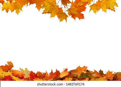 Autumn colored falling maple leaves isolated on white background