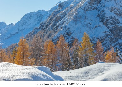 Autumn colored larch trees with autumn colors and in the background snow-capped Dolomite mountain, Dolomites, Italy. Concept: winter landscapes, Christmas atmosphere, Unesco world heritage - Shutterstock ID 1740450575