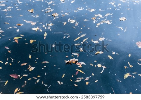 Similar – Image, Stock Photo Autumn colored leaves floating in dark water