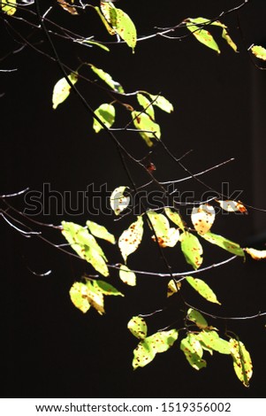 Similar – Image, Stock Photo maple leaves Plant Tree