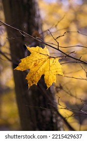 Autumn Colored Leaves On A Colorful Autumn Theme Background