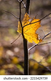 Autumn Colored Leaves On A Colorful Autumn Theme Background