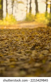 Autumn Colored Leaves On A Colorful Autumn Theme Background