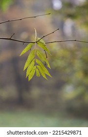 Autumn Colored Leaves On A Colorful Autumn Theme Background