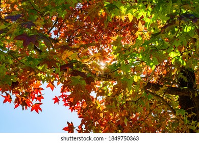 autumn colored leaves with sunshine