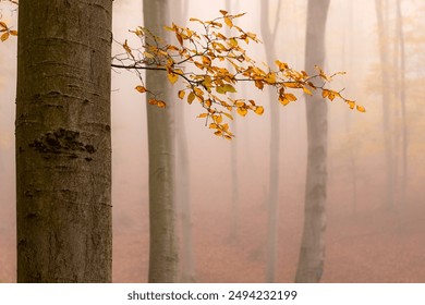 Autumn colored leaves in warm tones of orange and yellow colors of oak tree branches in a mysterious misty forest in the Little Carpathians in Slovakia - Powered by Shutterstock