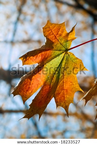 autumn colored maple leaf closeup over blurred branhces