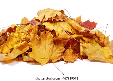 Autumn colored maple leaves isolated on white background