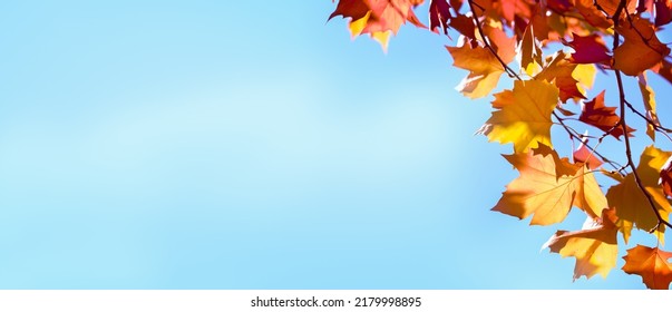 autumn colored maple tree branch at the edge of an empty sunny blue sky, yellow and orange bright fall leaf background with copy space - Shutterstock ID 2179998895
