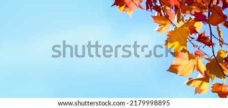 autumn colored maple tree branch isolated at the edge of an empty sunny blue sky, yellow and orange bright fall leaf background with copy space