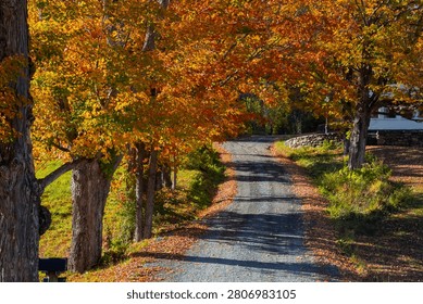 Autumn colored trees creating a canopy over a gravel road with fallen leaves