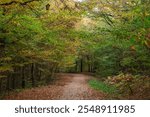 Autumn Colorful in the Ataturk Arboretum Photo, Sariyer Istanbul, Turkiye (Turkey)