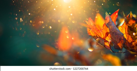 Autumn colorful bright Leaves swinging in a tree in autumnal Park. Autumn colorful background, fall backdrop. Backlit, sun flare