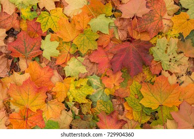 Autumn Background Fallen Maple Leaves Gradient Stock Photo 1195283296 ...