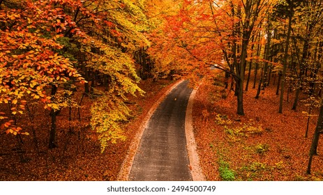 Autumn in the colorful forest divided with black asphalt road. Nature in Poland, Europe. - Powered by Shutterstock