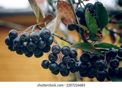 Autumn Colorful Leaves Of The Berry Bush Aronia. Latvian Harvest And Fields. Harvesting For Winter Tea.