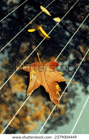 Similar – Image, Stock Photo leaf Nature Plant Autumn