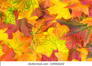 Autumn Colorful Leaves. Top View. Fall Pattern Thanksgiving