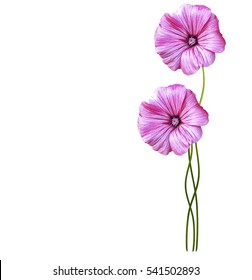 Autumn Colorful Morning Glory Flowers Isolated On White Background