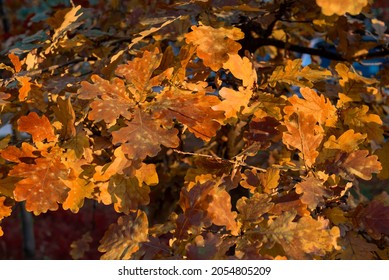 Autumn Colorful Oak Leaves in beautiful light