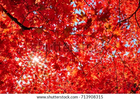 Autumn colorful red maple leaf of Japanese garden from under the maple tree.