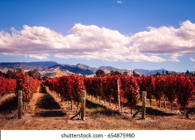 Autumn Colorful Vineyards In Marlborough Wine Country, South Island, New Zealand